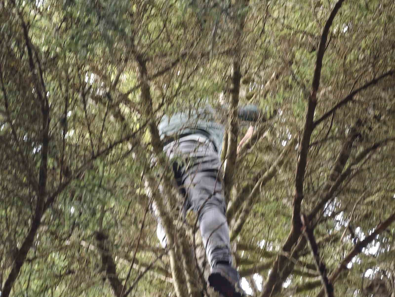 Artvin’de 40 metrelik göknar ağacının tepesine takılan dronu böyle kurtardılar
