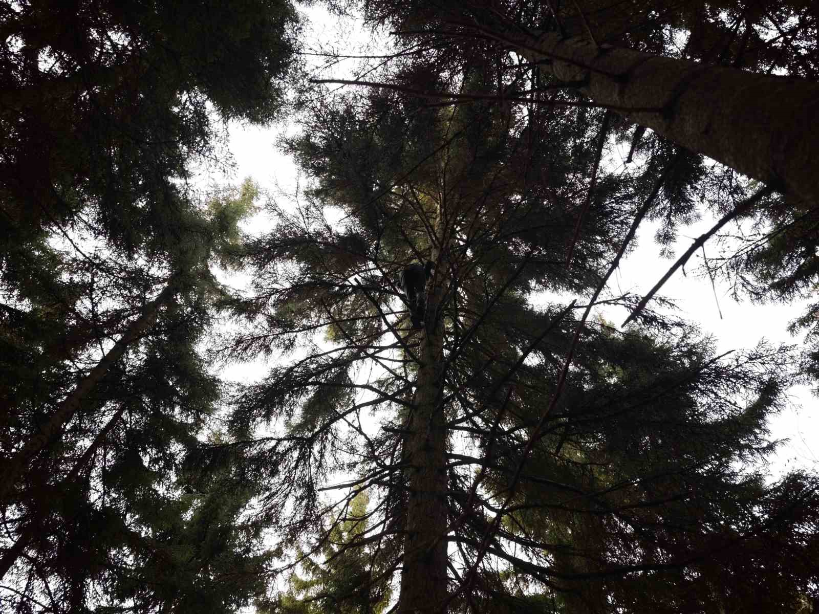 Artvin’de 40 metrelik göknar ağacının tepesine takılan dronu böyle kurtardılar
