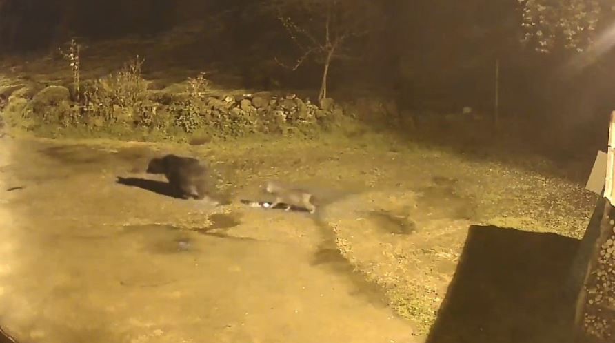 Artvin’de aç kalan ayılar köylere indi
