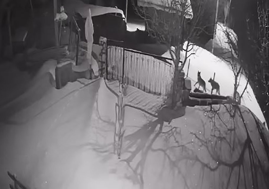 Artvin’de aç kalan kurt sürüsü yerleşim alanına indi
