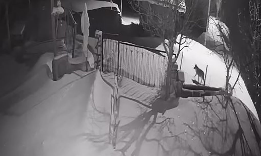 Artvin’de aç kalan kurt sürüsü yerleşim alanına indi
