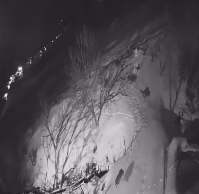 Artvin’de aç kalan kurt sürüsü yerleşim alanına indi
