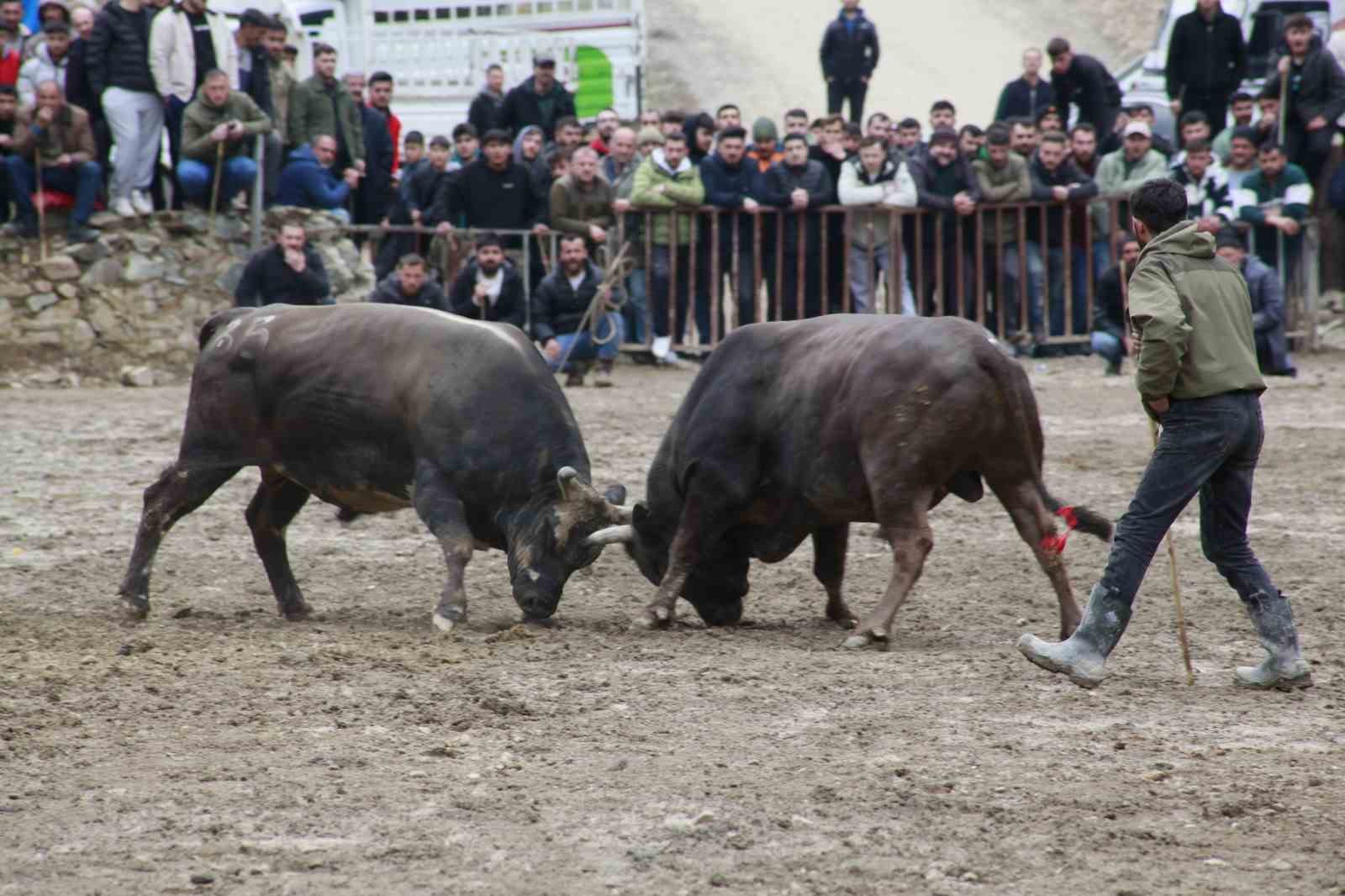 Artvin’de boğa güreşleri sezonu Sarıgöl’de açıldı
