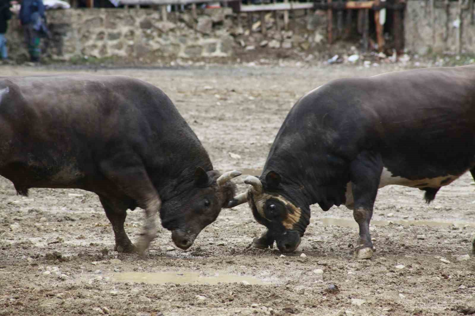Artvin’de boğa güreşleri sezonu Sarıgöl’de açıldı
