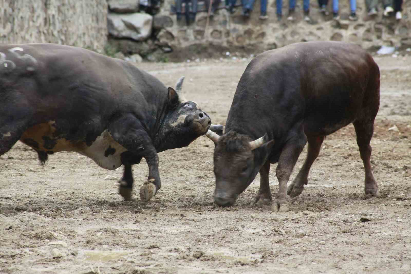 Artvin’de boğa güreşleri sezonu Sarıgöl’de açıldı
