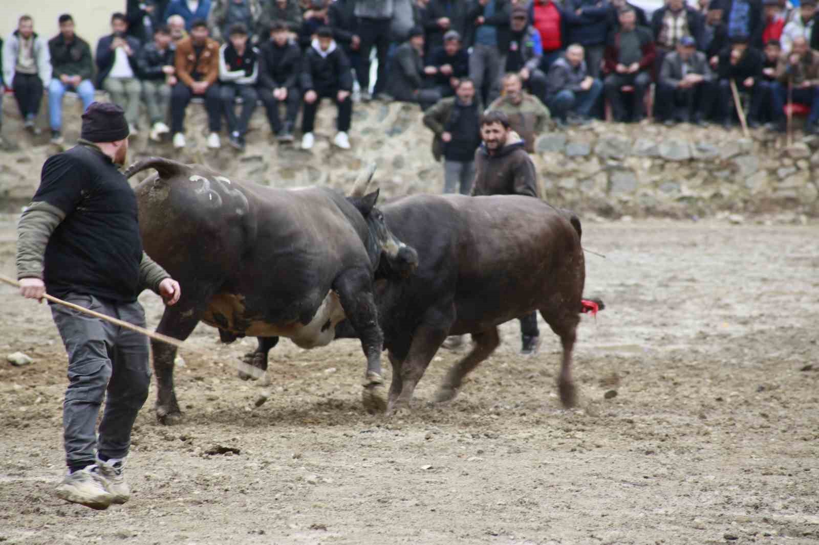 Artvin’de boğa güreşleri sezonu Sarıgöl’de açıldı
