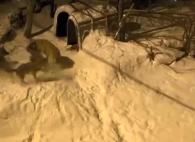 Artvin’de cesur bekçi köpeği 6 kurda meydan okudu
