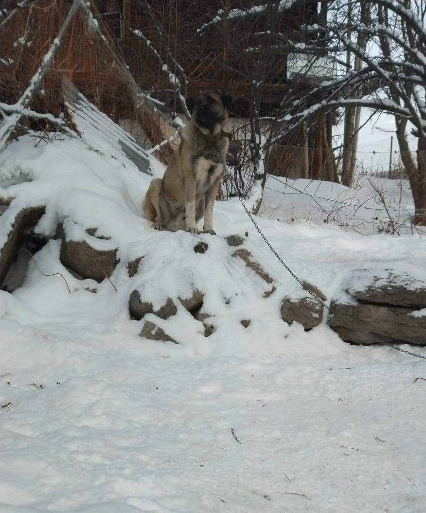 Artvin’de cesur bekçi köpeği 6 kurda meydan okudu
