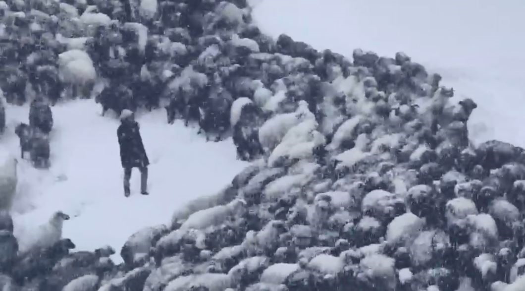 Artvin’de çığ altında kalan 3 çobandan birinin cansız bedenine ulaşıldı
