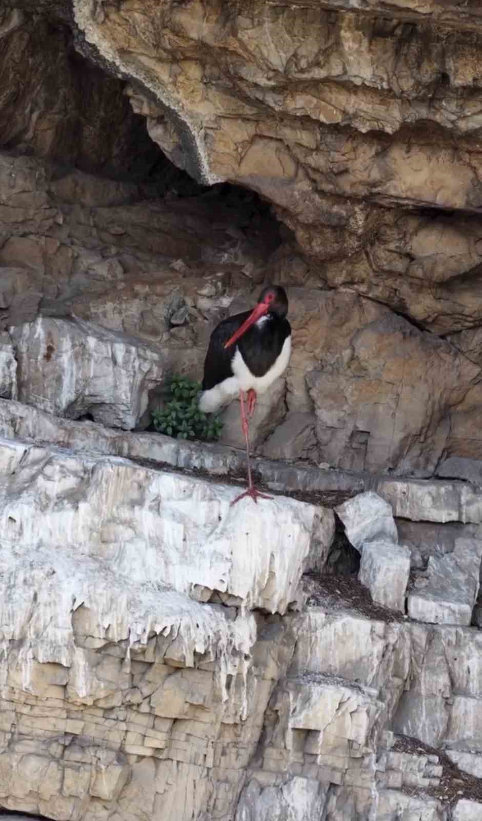 Artvin’de kara leylek görüntülendi
