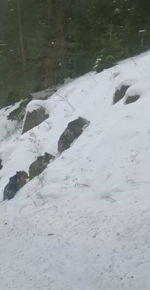 Artvin’de kış uykusuna yatmayan 4 boz ayı kamerada
