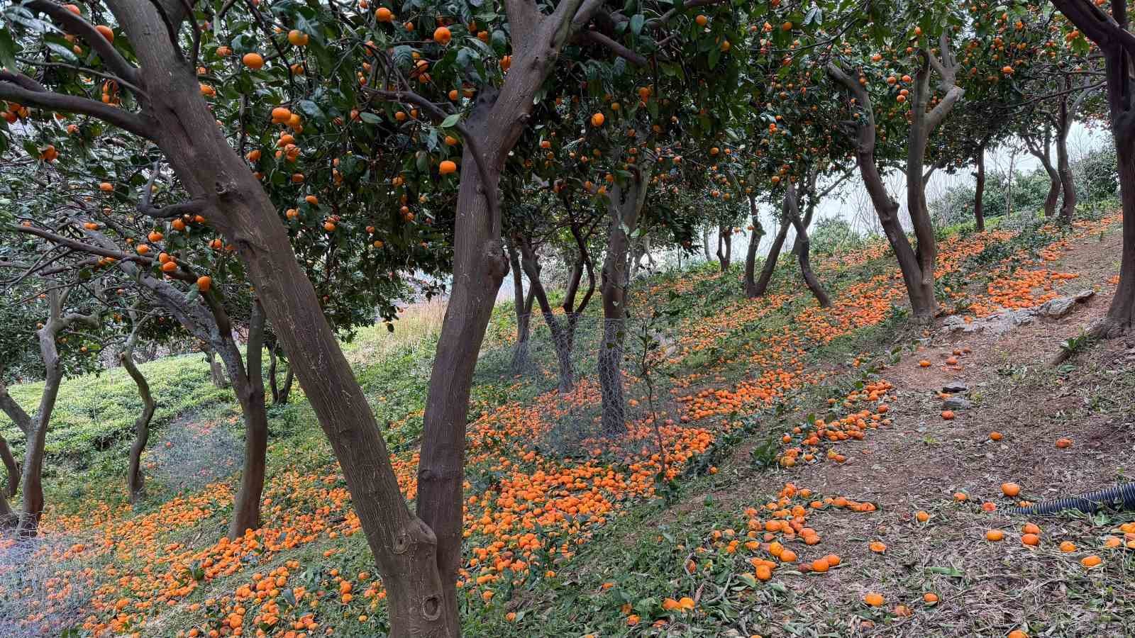 Artvin’de mandalina bereketi torpidoya taştı
