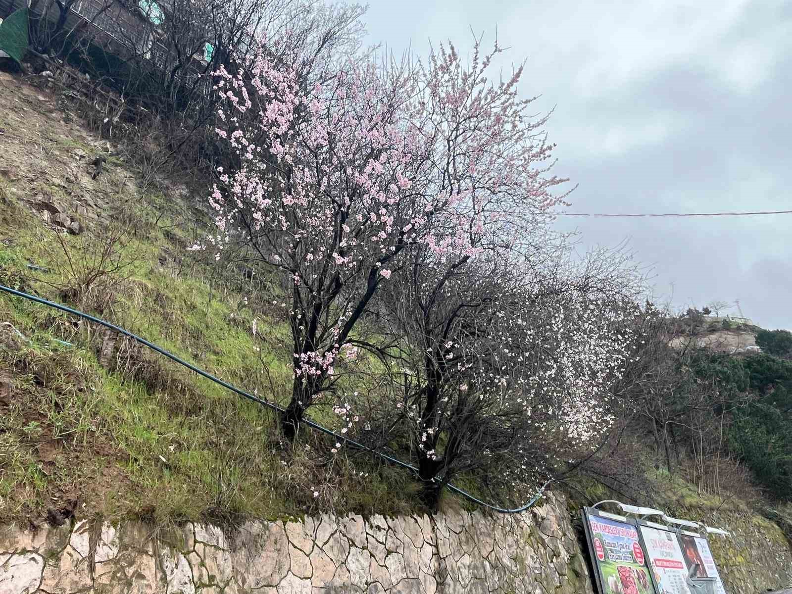 Artvin’de meyve ağaçları çiçek açtı
