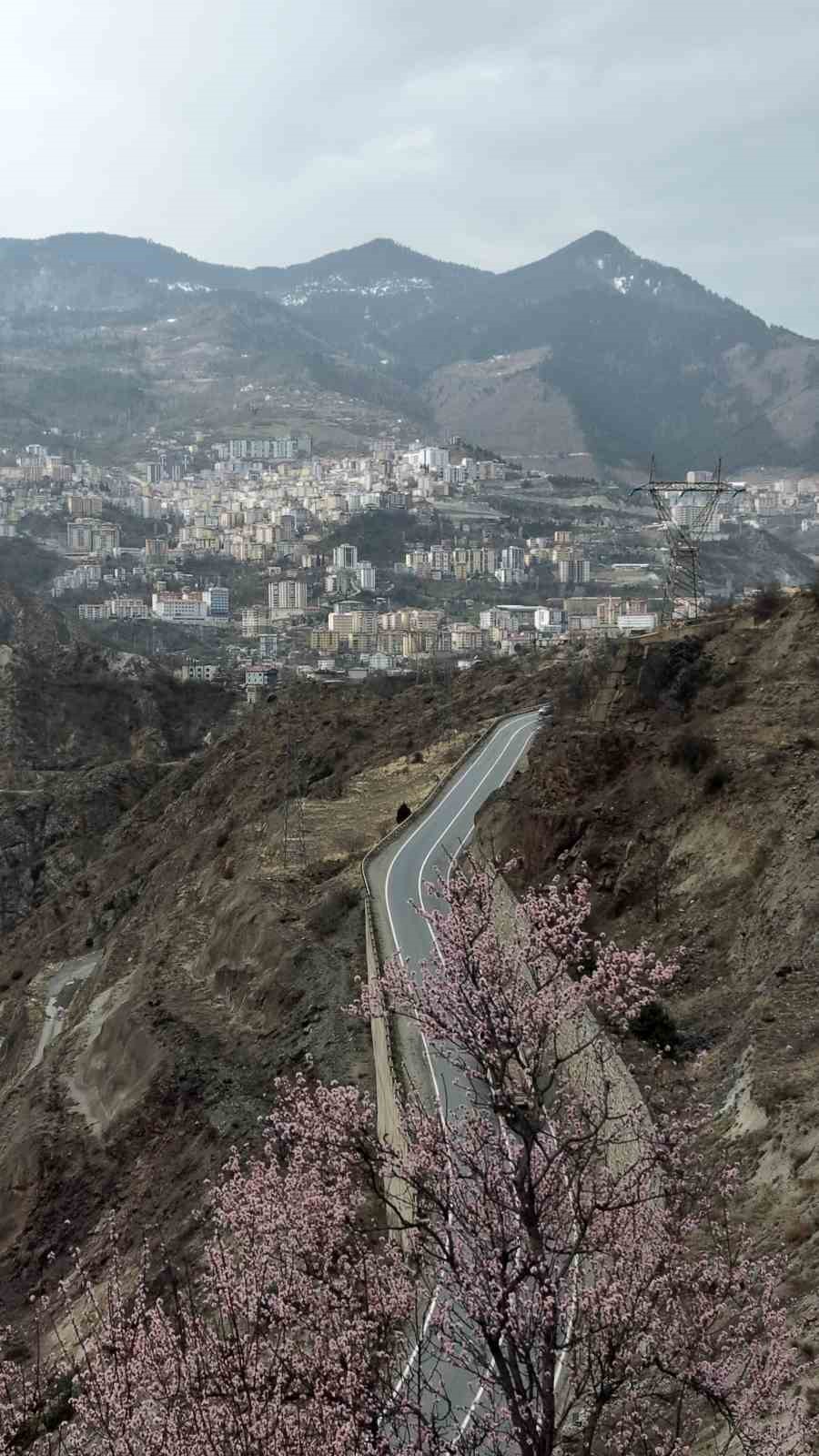 Artvin’de meyve ağaçları çiçek açtı
