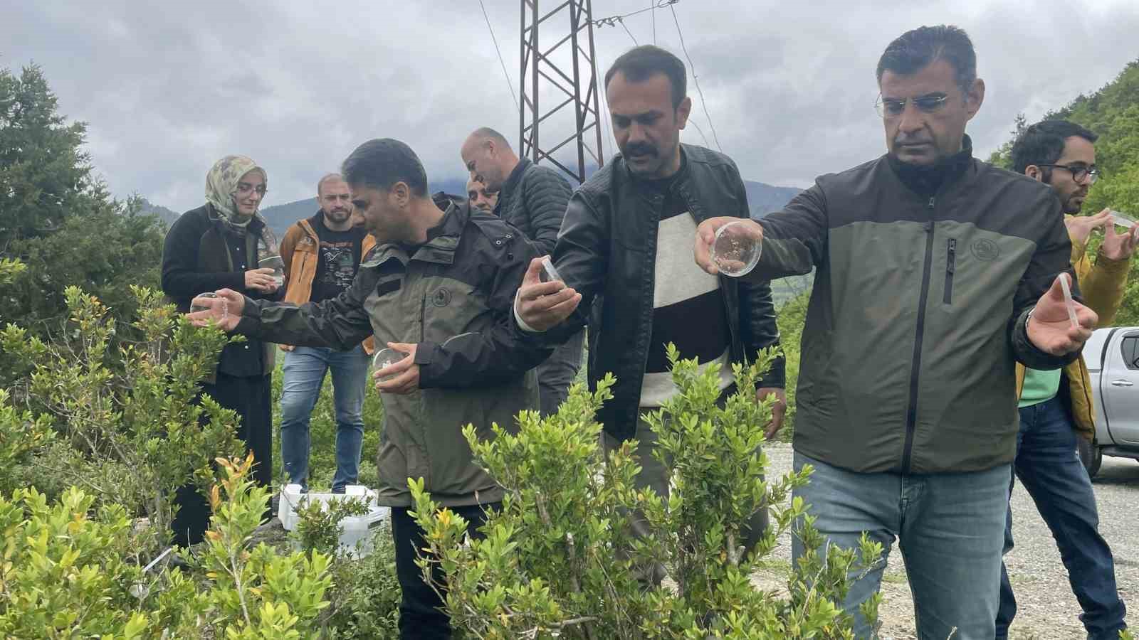 Artvin’de şimşir güvesine karşı biyolojik mücadele sürüyor
