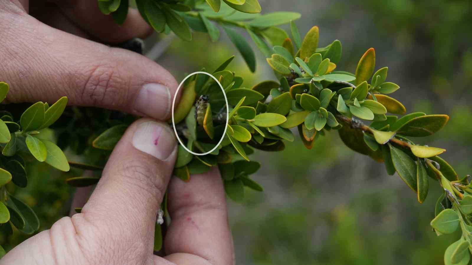 Artvin’de şimşir güvesine karşı biyolojik mücadele sürüyor
