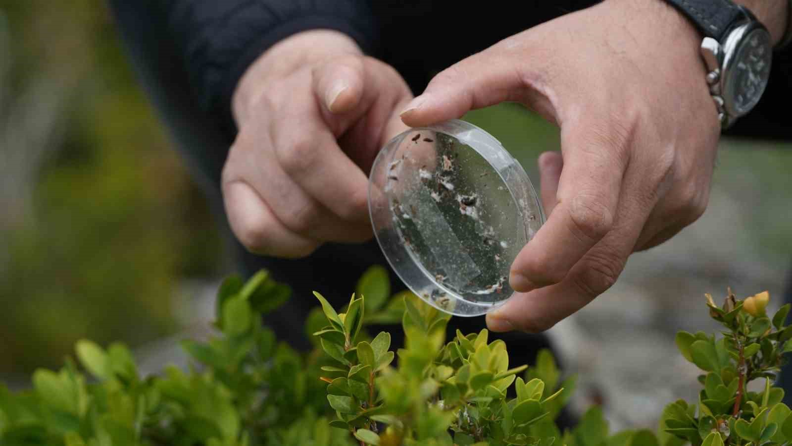 Artvin’de şimşir güvesine karşı biyolojik mücadele sürüyor
