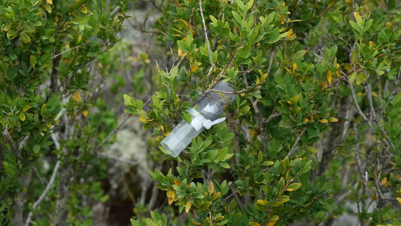 Artvin’de şimşir güvesine karşı biyolojik mücadele sürüyor
