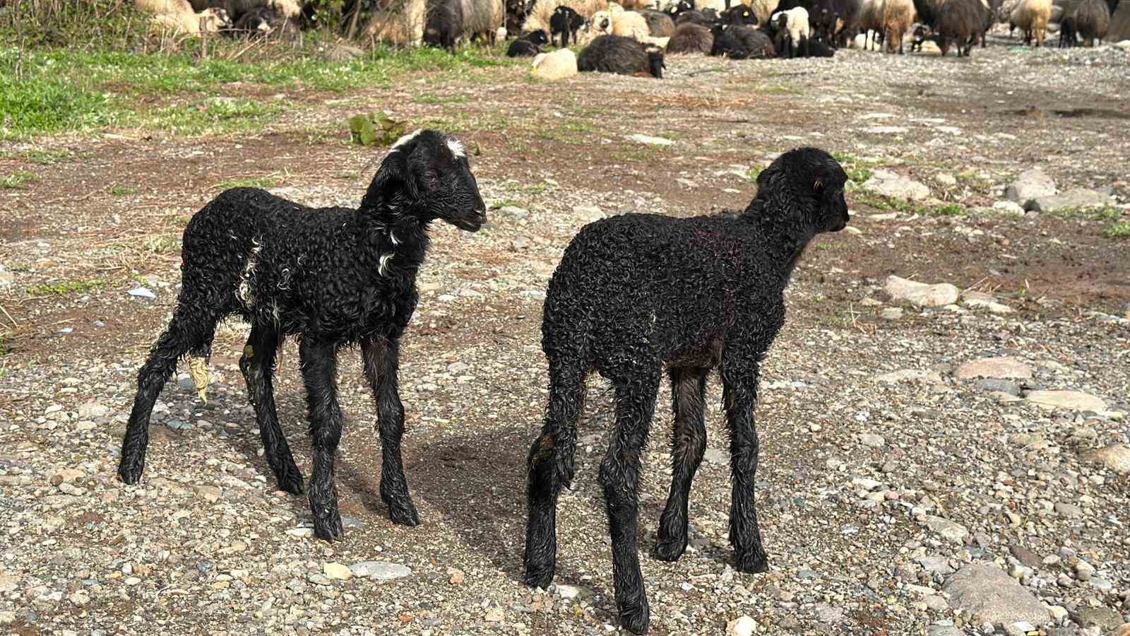 Artvin’de zorlu yayla göçü başladı
