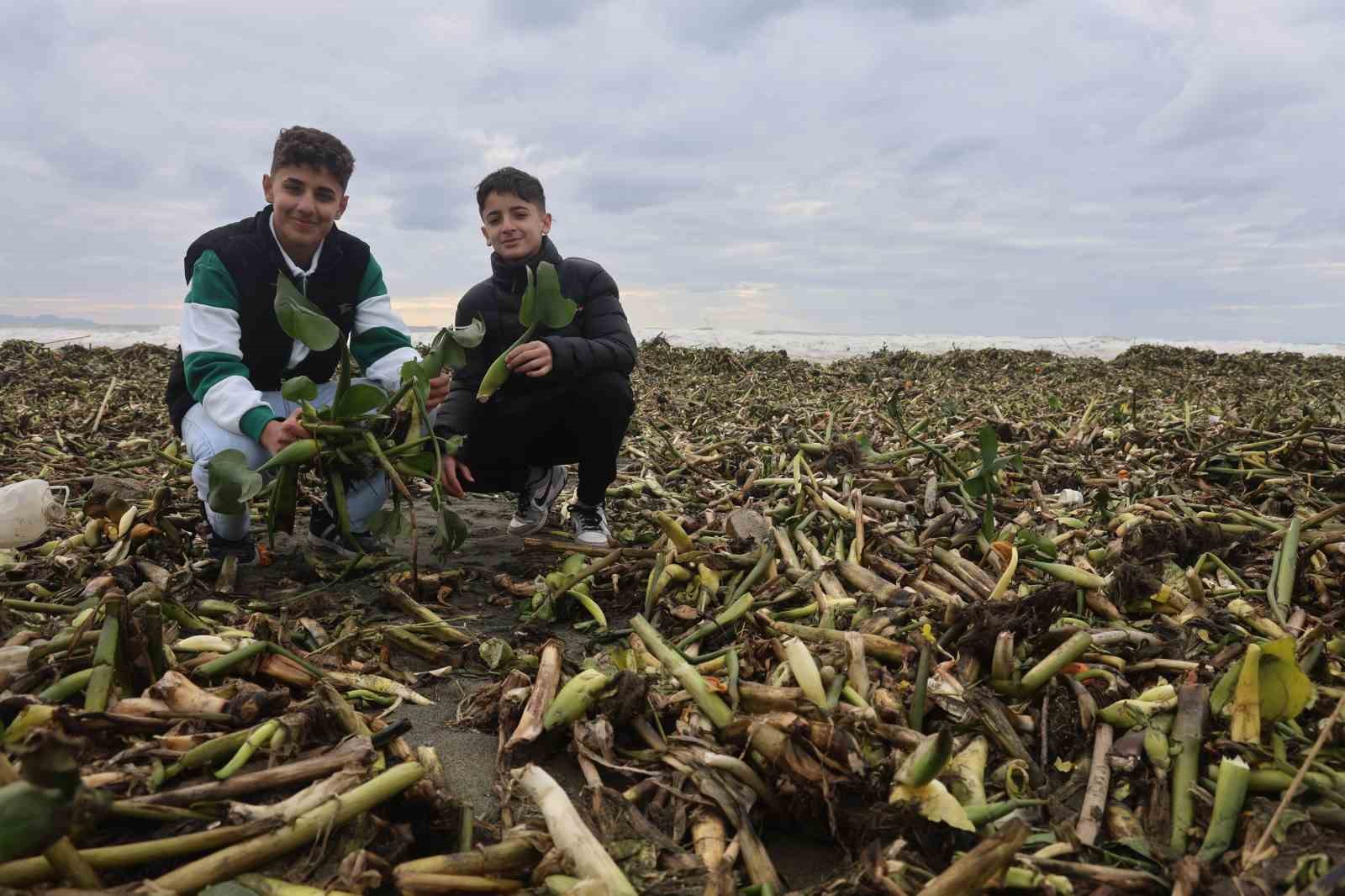 Asi nehrini istila eden su sümbülleri kuvvetli yağışla birlikte Akdeniz kıyısını yeşile bürüdü
