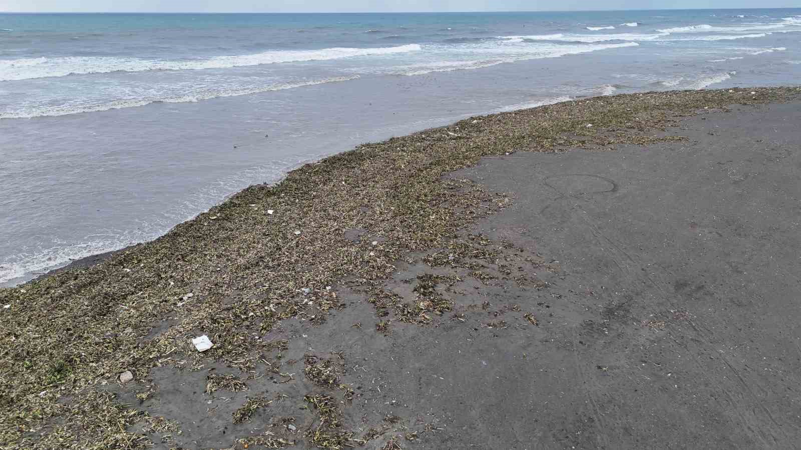 Asi nehrini istila eden su sümbülleri kuvvetli yağışla birlikte Akdeniz kıyısını yeşile bürüdü
