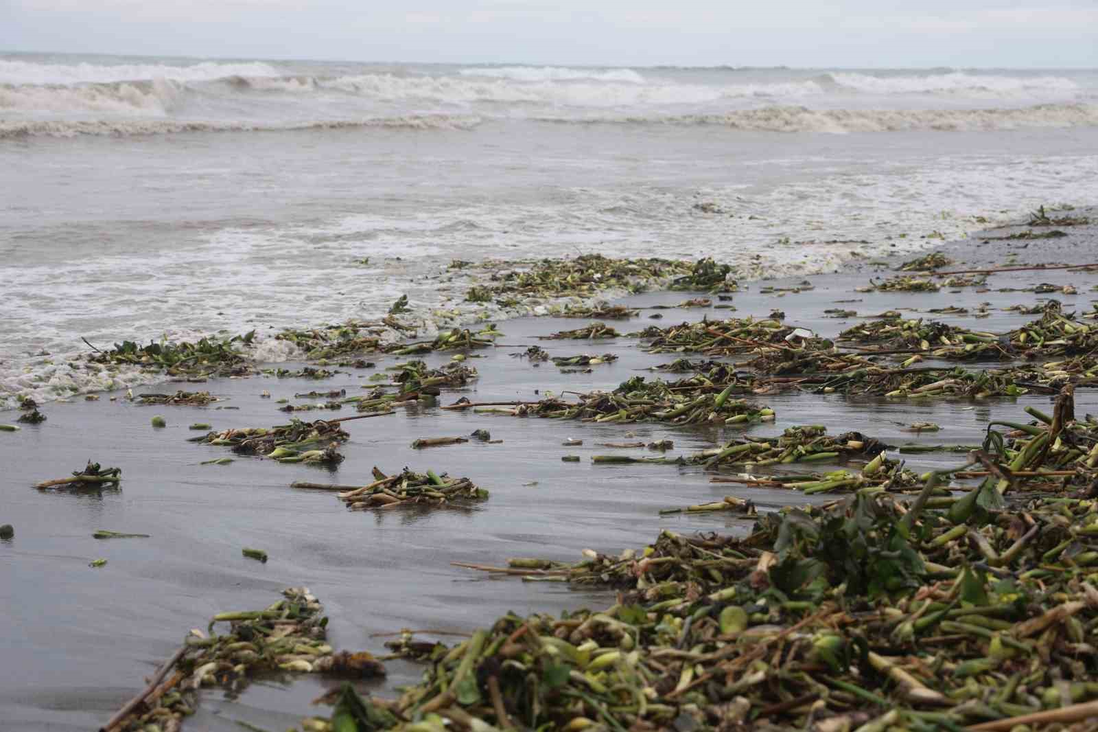 Asi nehrini istila eden su sümbülleri kuvvetli yağışla birlikte Akdeniz kıyısını yeşile bürüdü
