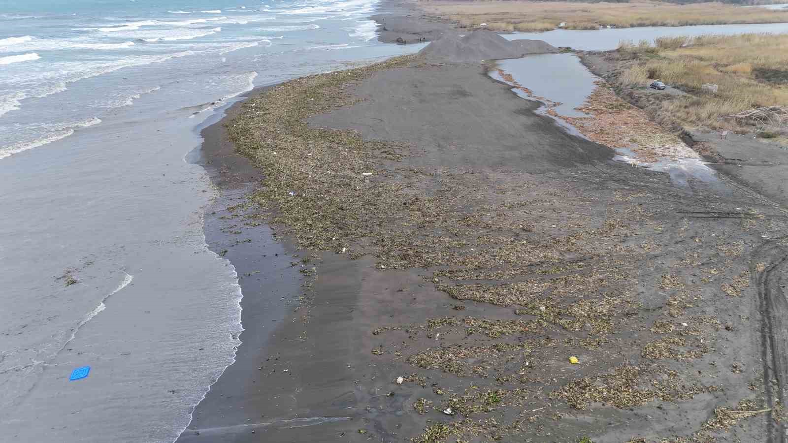 Asi nehrini istila eden su sümbülleri kuvvetli yağışla birlikte Akdeniz kıyısını yeşile bürüdü
