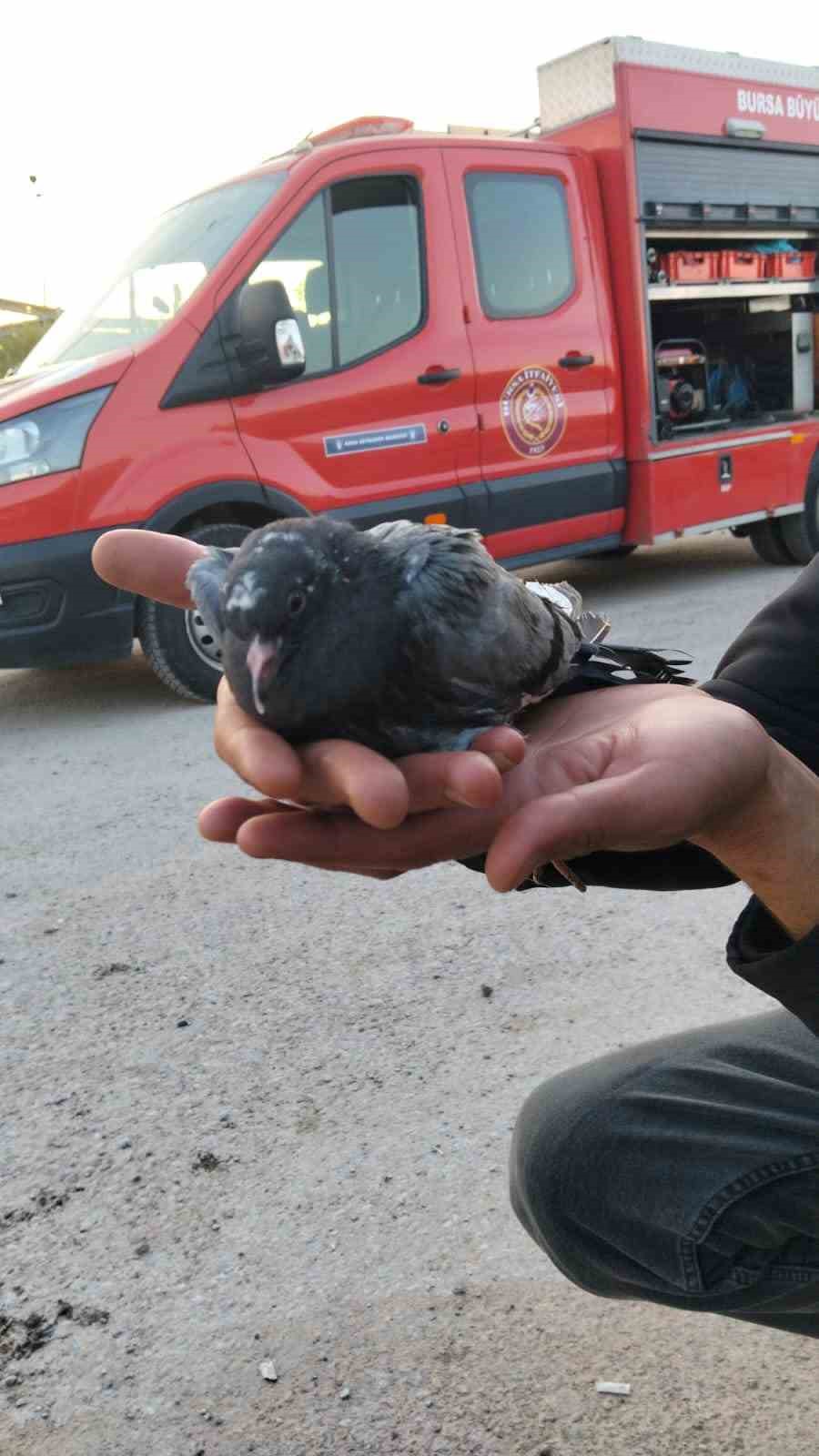 Asılı kalan güvercini halatla inip kurtardılar
