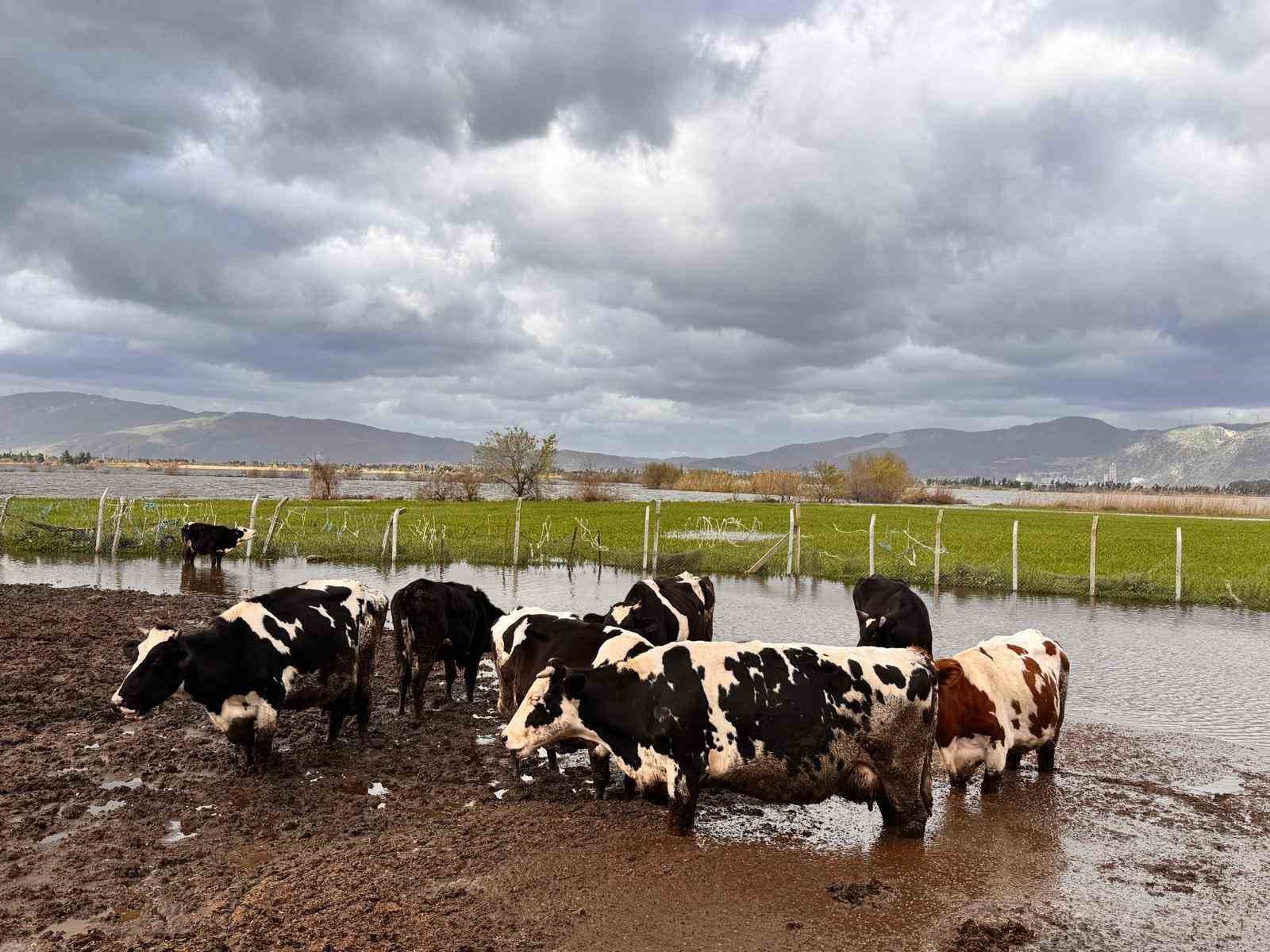 Aşırı yağışlar sonrası Söke’de hayvanlar güvenli bölgelere alındı
