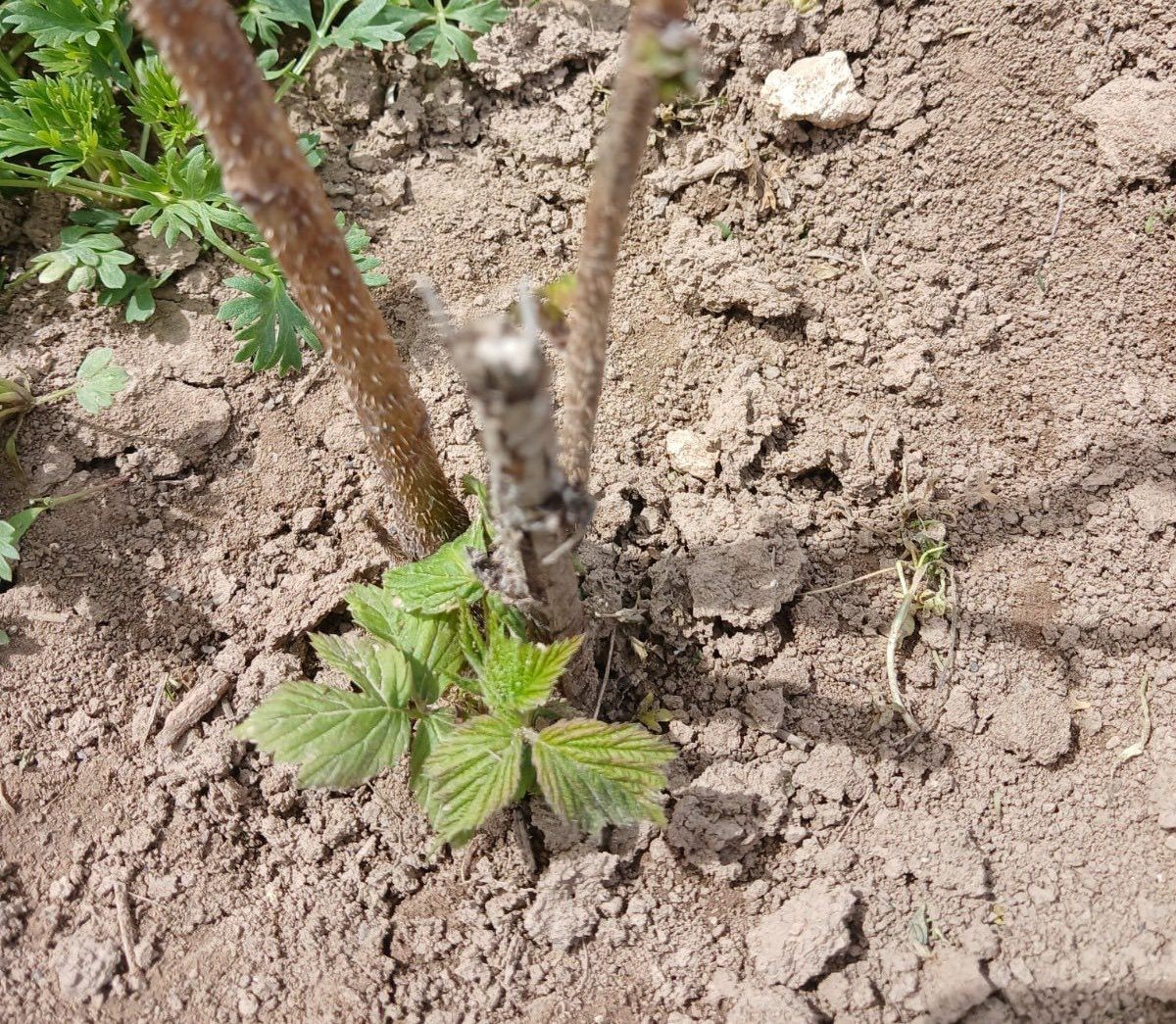 Aslanapa’da çiftçilere yönelik eğitim ve saha çalışmaları gerçekleştirildi
