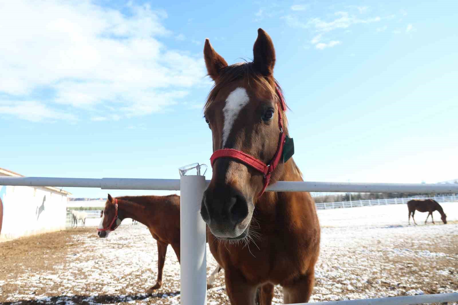 At yetiştiriciliğinin kış zorlukları

