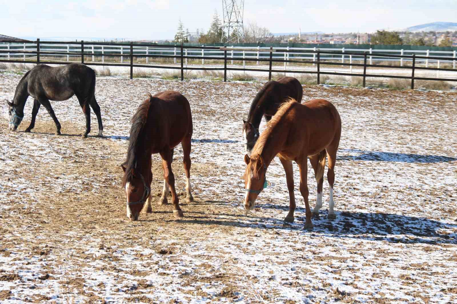 At yetiştiriciliğinin kış zorlukları
