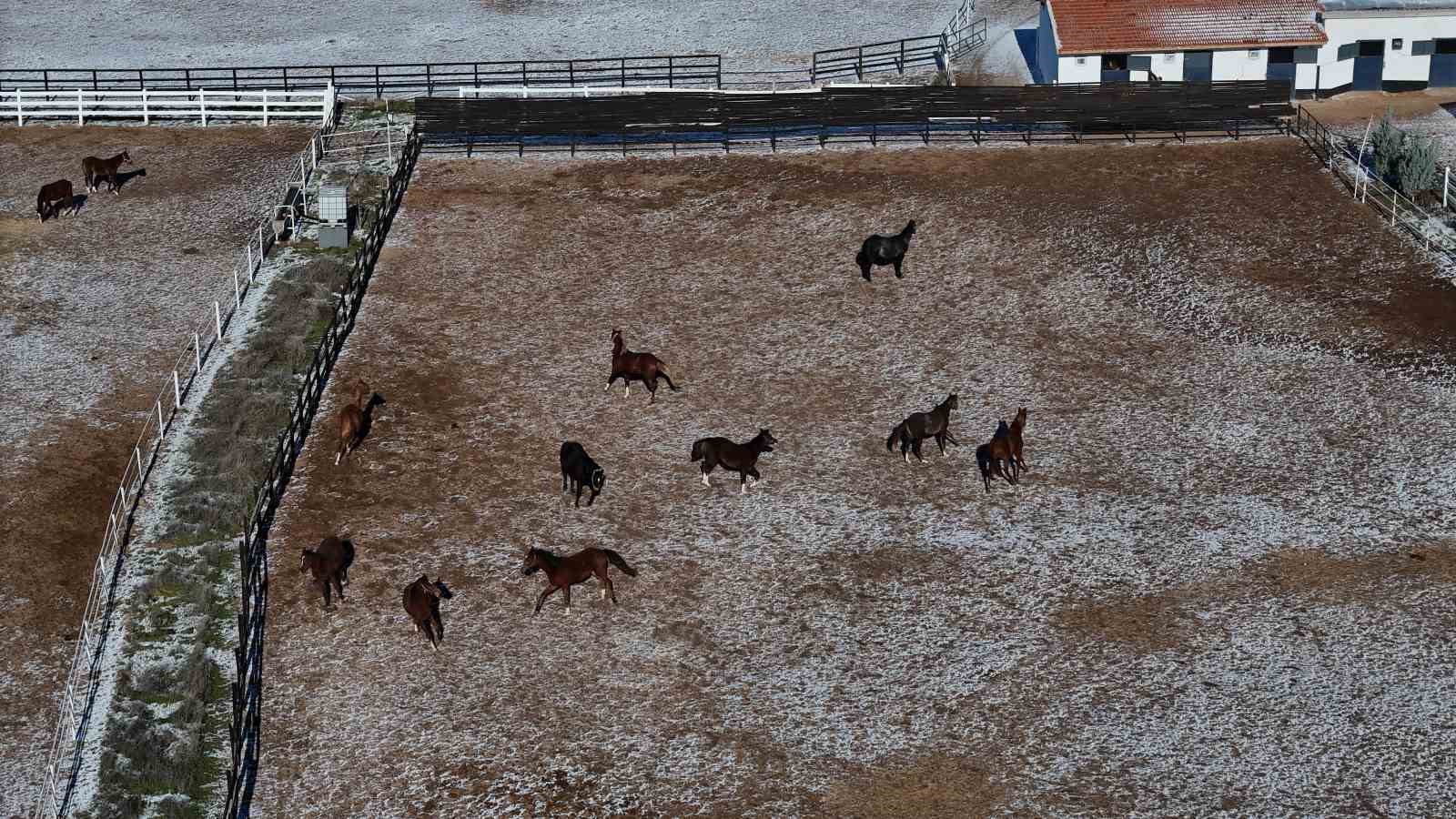 At yetiştiriciliğinin kış zorlukları
