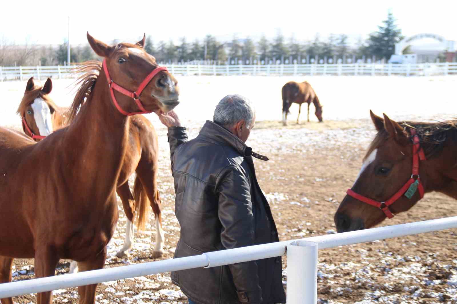 At yetiştiriciliğinin kış zorlukları
