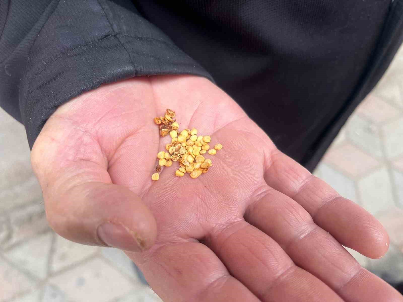 Ata tohumlarla tarımın hafızasını yaşatıyor
Ata tohumlarla tarımın hafızasını yaşatıyor