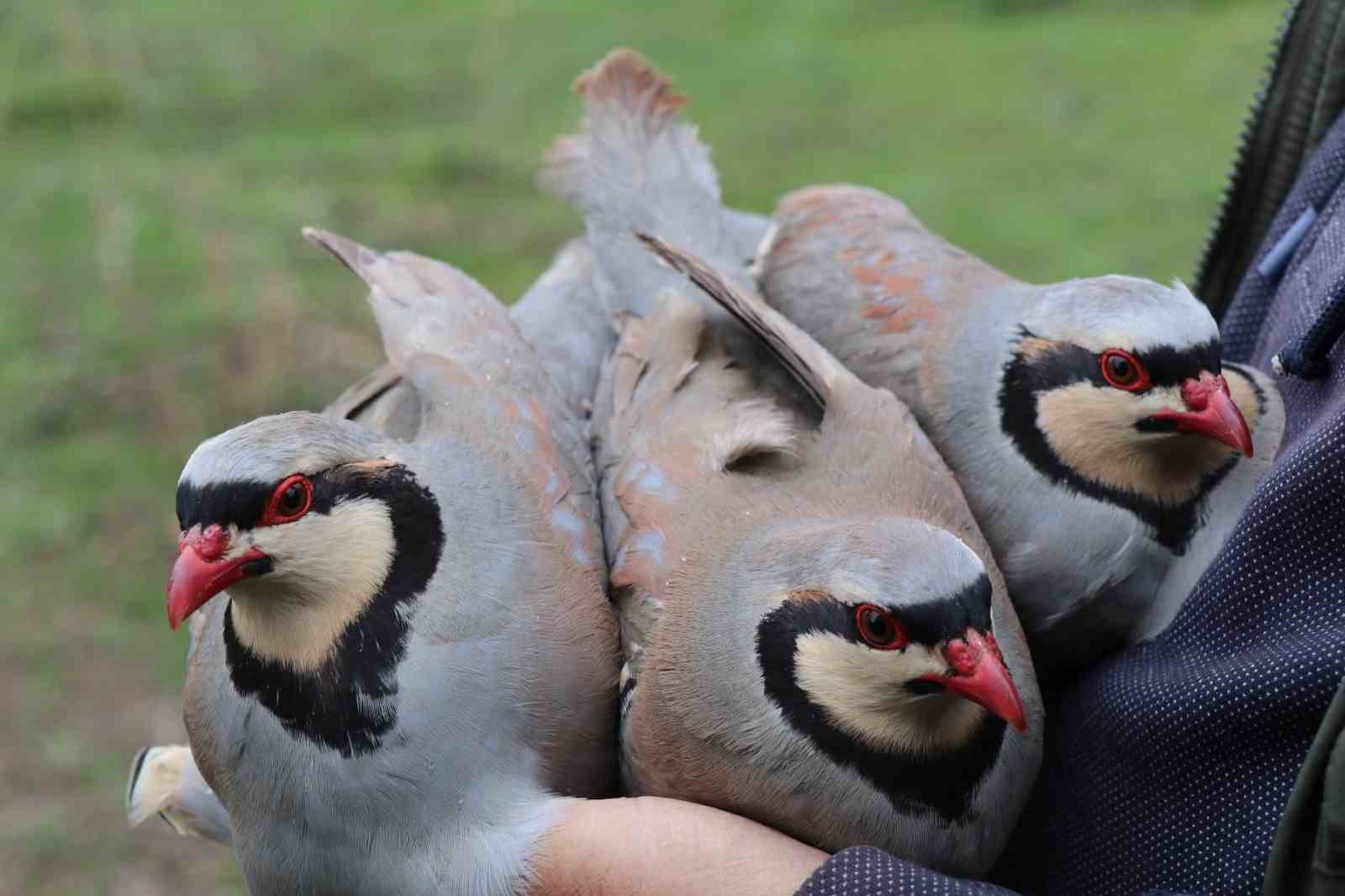 Atadan toruna kalan miras:  "Baskın keklik" yöntemiyle dev envanter
