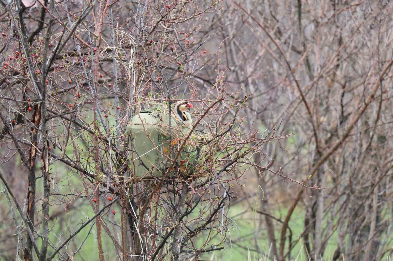 Atadan toruna kalan miras:  "Baskın keklik" yöntemiyle dev envanter
