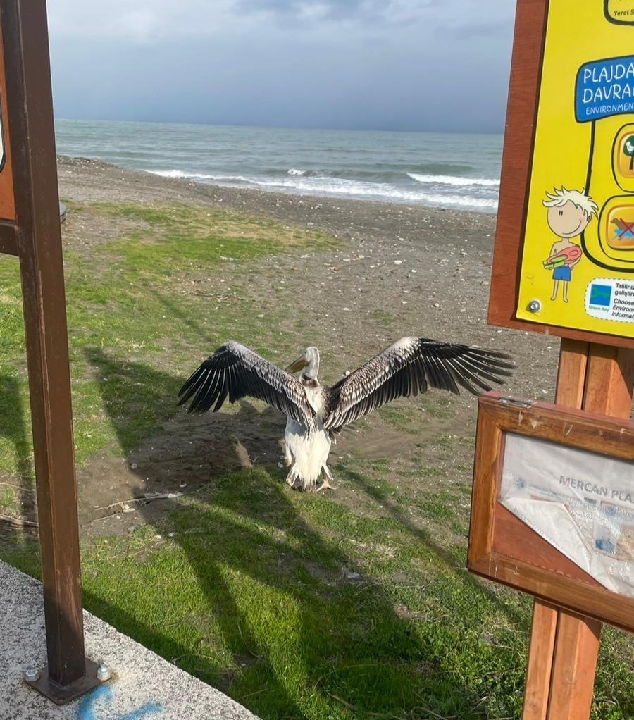 Atakum sahilinde pelikan görüldü
