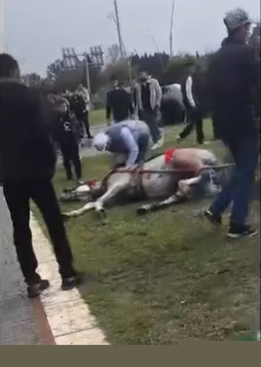 Atını sopa ve tekmeyle bayılttı
