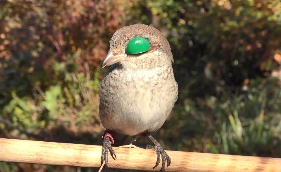 Atmacacılar yapılan düzenleme sonrası Arhavi’de buluştu

