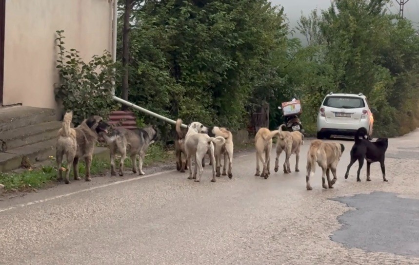 Aybastı’da başıboş köpekler vatandaşları tedirgin ediyor
