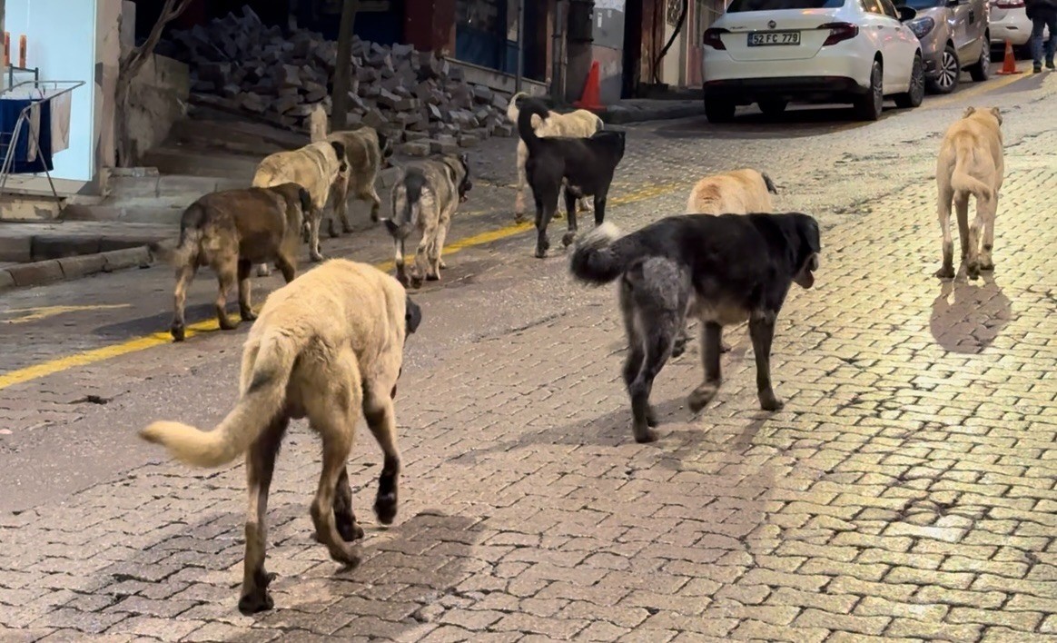 Aybastı’da başıboş köpekler vatandaşları tedirgin ediyor
