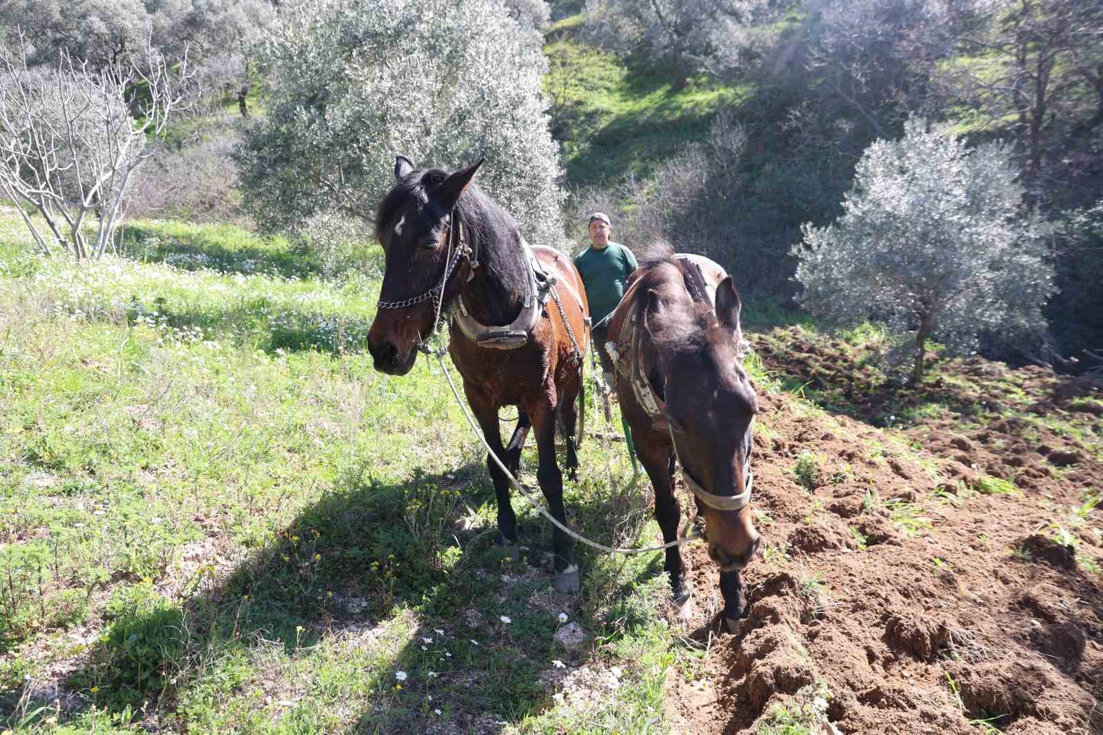 Aydın dağlarında incir ve zeytin üreticisinin karasabanla zorlu mücadelesi başladı
