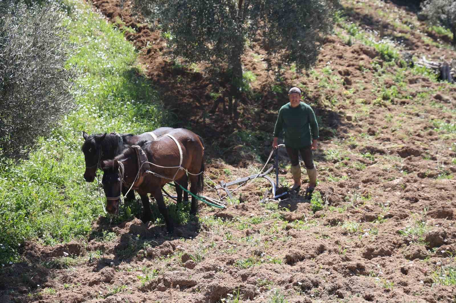 Aydın dağlarında incir ve zeytin üreticisinin karasabanla zorlu mücadelesi başladı
