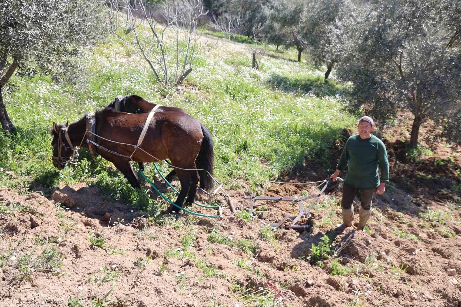 Aydın dağlarında incir ve zeytin üreticisinin karasabanla zorlu mücadelesi başladı
