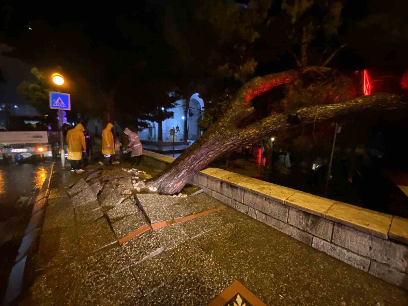 Aydın kent merkezinde faciadan dönüldü: Asırlık çam ağacı devrildi
