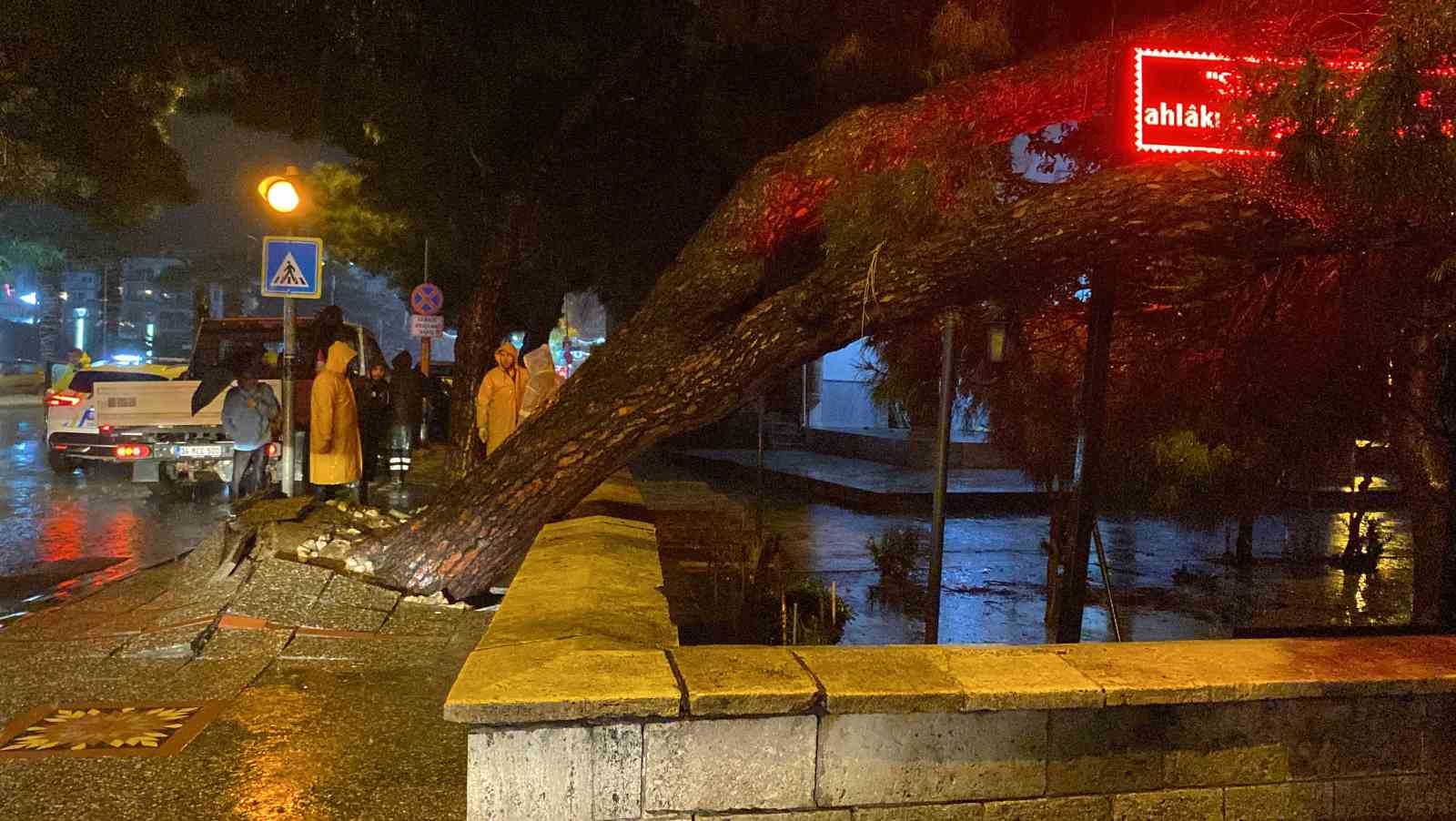 Aydın kent merkezinde faciadan dönüldü: Asırlık çam ağacı devrildi
