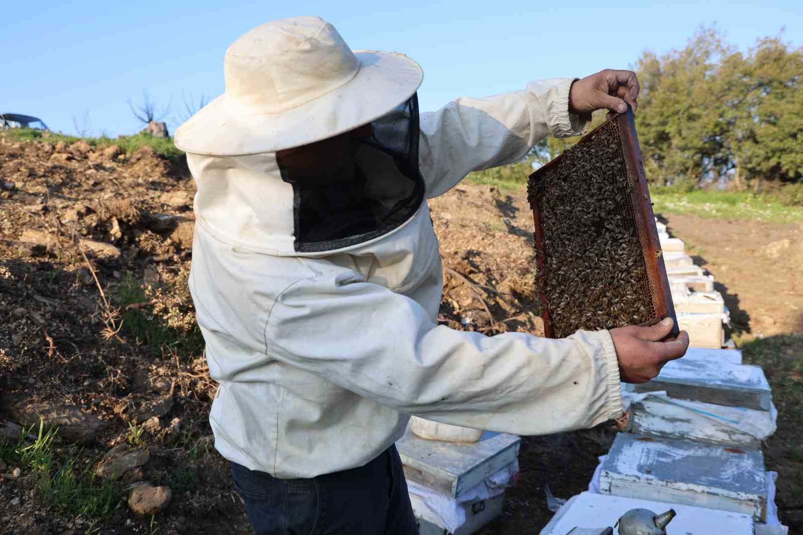Aydın’da arı kolonileri gençleşiyor, arıcılar sezondan umutlu
