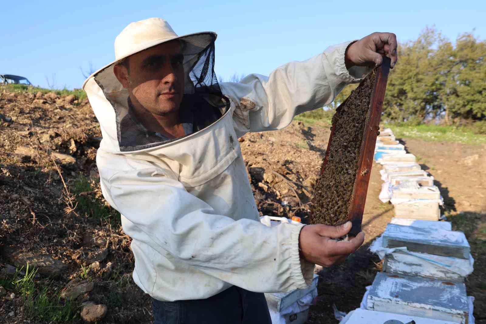 Aydın’da arı kolonileri gençleşiyor, arıcılar sezondan umutlu
