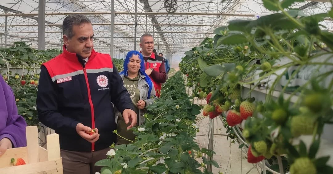 Aydın’da çilek hasadı başladı
